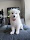 Samoyed Puppies for sale in Stamford, CT, USA. price: $1,300