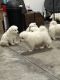 Samoyed Puppies for sale in Louisville, KY, USA. price: $400