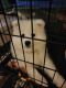 Samoyed Puppies for sale in Newport, NC 28570, USA. price: $250,000