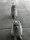 Samoyed Puppies for sale in Forney, TX 75126, USA. price: $3,200