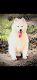 Samoyed Puppies for sale in Bossier City, LA, USA. price: $1,200
