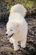 Samoyed Puppies for sale in Bossier City, LA, USA. price: $1,000