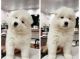 Samoyed Puppies for sale in Philadelphia, Pennsylvania. price: $500