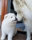 Samoyed Puppies for sale in Anchorage, Alaska. price: $500
