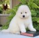 Samoyed Puppies for sale in Sacramento, California. price: NA