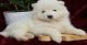 Samoyed Puppies for sale in Colorado Springs, Colorado. price: NA