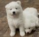 Samoyed Puppies for sale in Los Angeles, California. price: NA