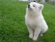 Samoyed Puppies for sale in Johnson City, Kentucky. price: $500