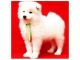 Samoyed Puppies for sale in Advance, MO 63730, USA. price: $300