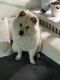 Samoyed Puppies for sale in Long Beach, California. price: $1