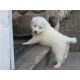 Samoyed Puppies for sale in Ahmedabad, Gujarat, India. price: 2 INR