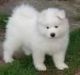 Samoyed Puppies for sale in Tulsa, OK, USA. price: NA