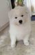 Samoyed Puppies for sale in Portland, OR, USA. price: $500
