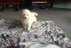 Samoyed Puppies for sale in Stamford, CT, USA. price: $500