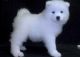 Samoyed Puppies for sale in Savannah, GA, USA. price: NA