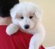 Samoyed Puppies for sale in Brownsburg, IN 46112, USA. price: NA