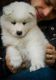 Samoyed Puppies for sale in Elk Grove, CA, USA. price: NA