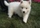 Samoyed Puppies for sale in Knoxville, TN, USA. price: NA
