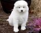 Samoyed Puppies for sale in Des Moines, IA, USA. price: NA