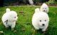 Samoyed Puppies for sale in Kansas City, MO, USA. price: NA