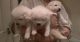 Samoyed Puppies for sale in Albin, WY 82050, USA. price: NA