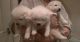 Samoyed Puppies for sale in Ardsley, NY 10502, USA. price: NA