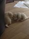 Samoyed Puppies for sale in Pittsburgh, PA, USA. price: NA