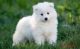 Samoyed Puppies for sale in Anaheim, CA, USA. price: NA