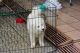 Samoyed Puppies for sale in Antioch, CA, USA. price: NA