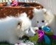 Samoyed Puppies for sale in Tampa, FL, USA. price: NA