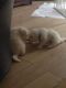 Samoyed Puppies for sale in Phoenix, AZ, USA. price: $200