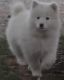 Samoyed Puppies for sale in Pittsburgh, PA, USA. price: NA