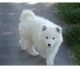 Samoyed Puppies for sale in Oklahoma City, OK, USA. price: NA