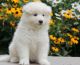 Samoyed Puppies for sale in Newport News, VA, USA. price: NA