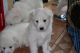Samoyed Puppies for sale in South Miami, FL, USA. price: NA