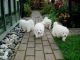 Samoyed Puppies for sale in Oregon City, OR 97045, USA. price: $500