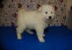 Samoyed Puppies for sale in Baltimore, MD, USA. price: $500