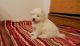 Samoyed Puppies for sale in Mitchellville, MD, USA. price: $400