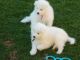 Samoyed Puppies for sale in Sacramento, CA, USA. price: NA