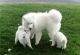 Samoyed Puppies for sale in Denver, CO, USA. price: NA