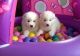 Samoyed Puppies for sale in Lansing, MI, USA. price: NA
