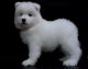 Samoyed Puppies for sale in Baltimore, MD, USA. price: $450