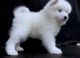 Samoyed Puppies for sale in Baltimore, MD, USA. price: $500
