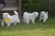 Samoyed Puppies for sale in Ashburn, VA, USA. price: $400