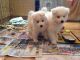 Samoyed Puppies for sale in Tampa, FL, USA. price: NA