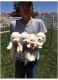 Samoyed Puppies for sale in Phoenix, AZ, USA. price: $400