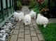 Samoyed Puppies for sale in St Paul, MN, USA. price: NA