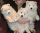 Samoyed Puppies for sale in Harrisburg, PA, USA. price: NA