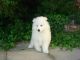 Samoyed Puppies for sale in Phoenix, AZ, USA. price: $500