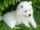 Samoyed Puppies for sale in Odessa, TX, USA. price: NA